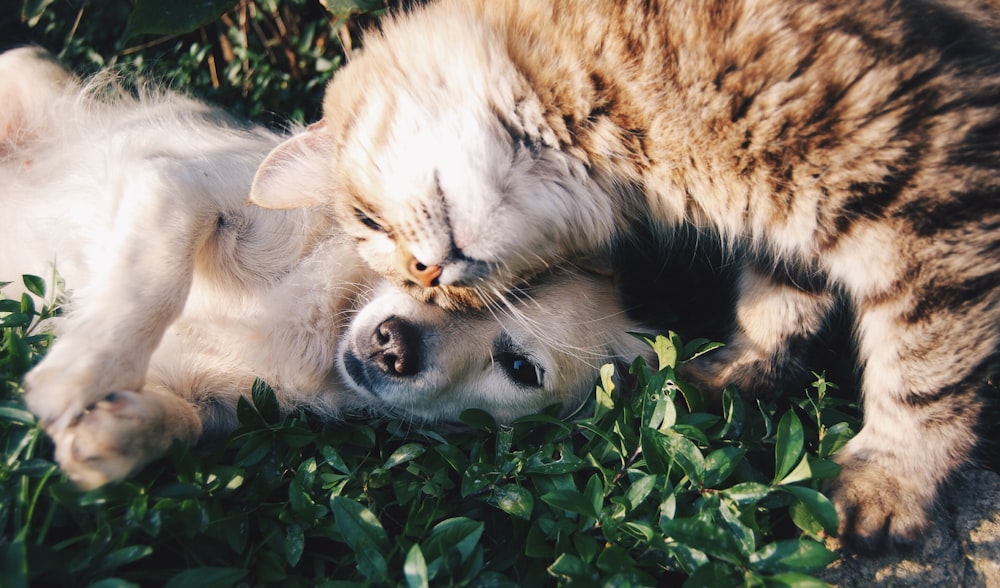 Cane e gatto — settore pet care, Pet Guardia Plan di BluSphere